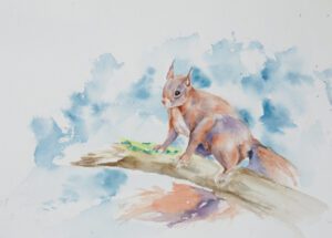 Orava katkenneella oksalla