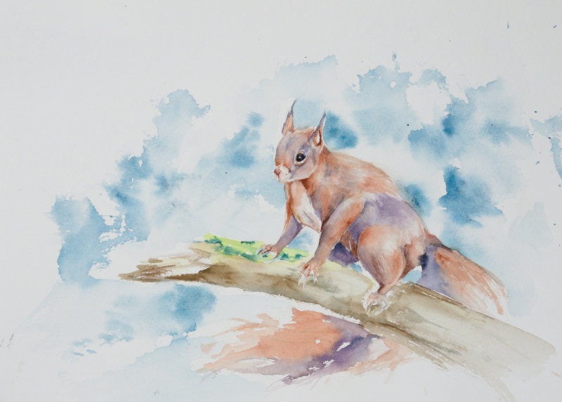 Orava katkenneella oksalla