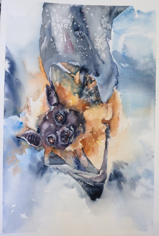 Hedelmälepakot (Lentävät ketut)